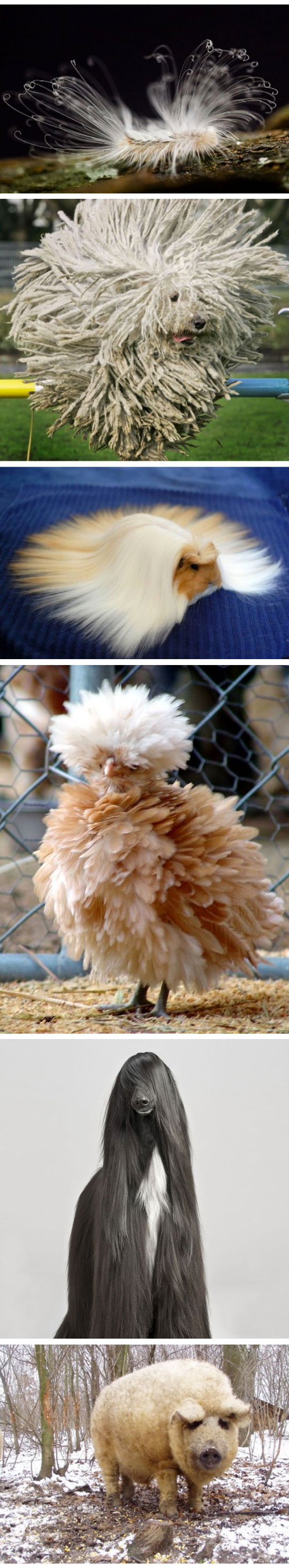 cool-cute-fluffy-pig-bird