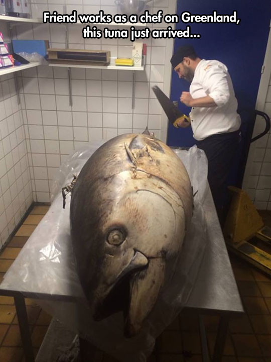 cool-giant-fish-restaurant-chef