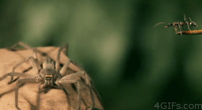 cool-gif-ant-jumping-spider-eating