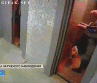 Saving A Dog From An Elevator