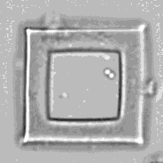 Square Of Bacteria