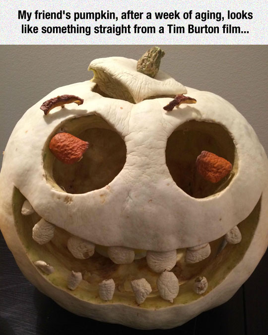 cool-pumpkin-old-aged-scary