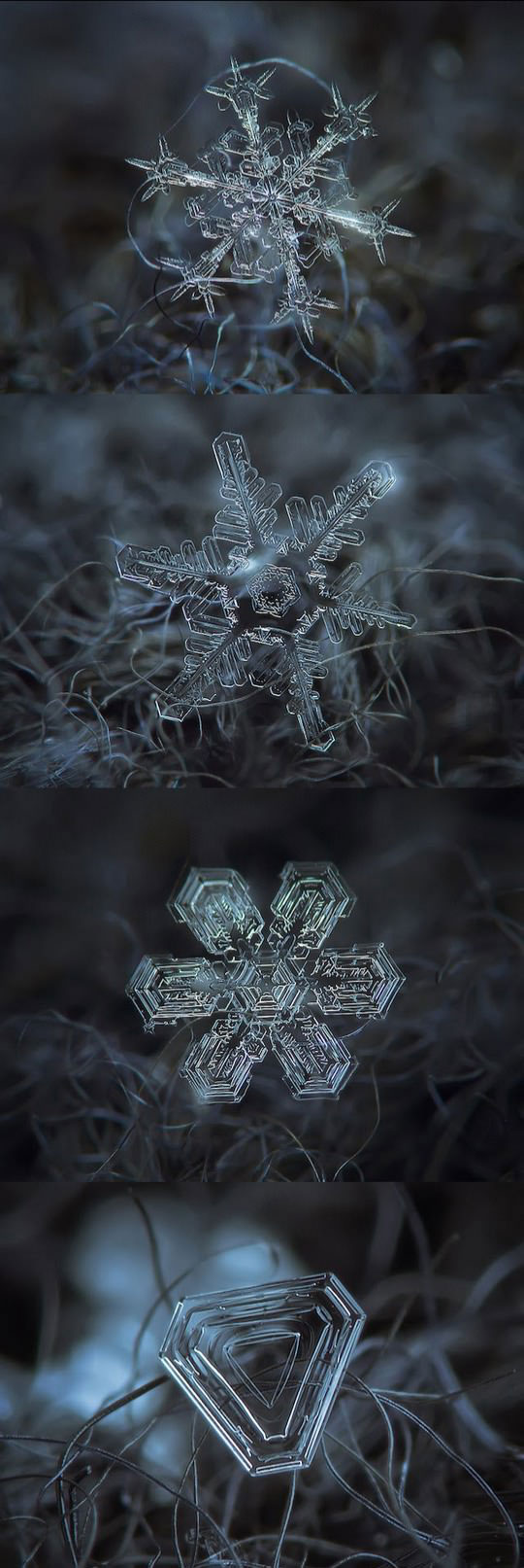 Micro-Photography Of Individual Snowflakes