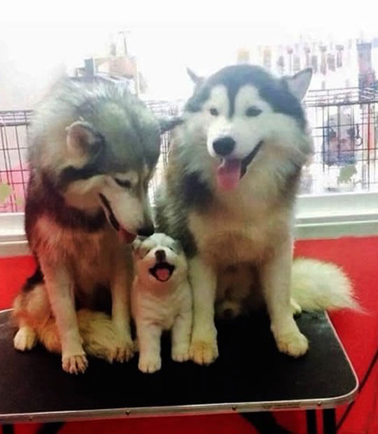 cute-Siberian-Husky-puppy-family