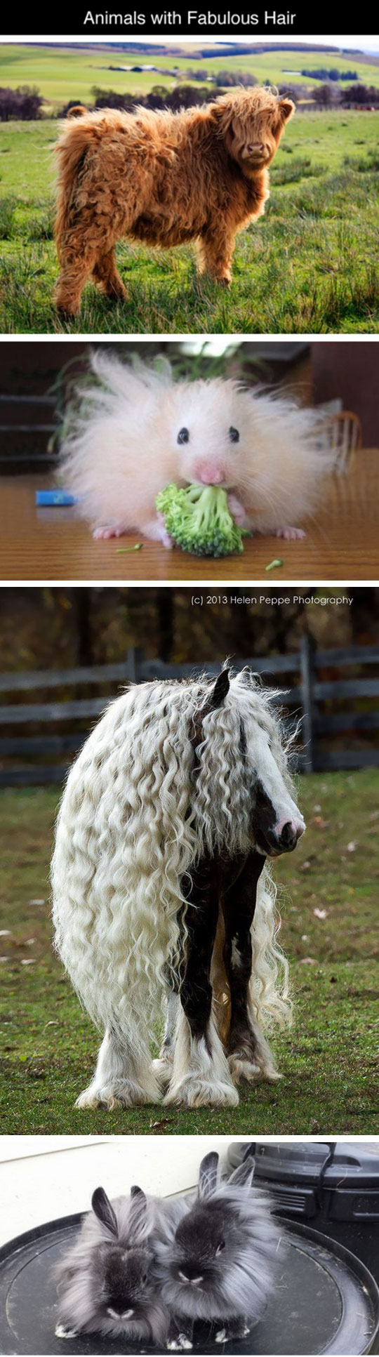 cute-animals-hair-fur-great