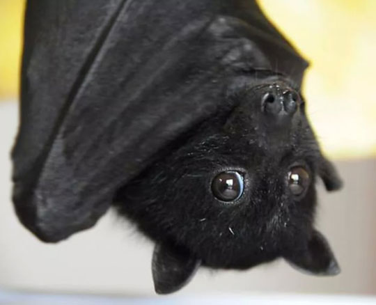 Bats Can Be Cute Too