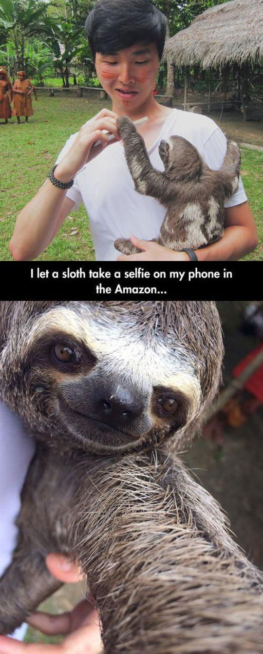 The Cutest Sloth Selfie