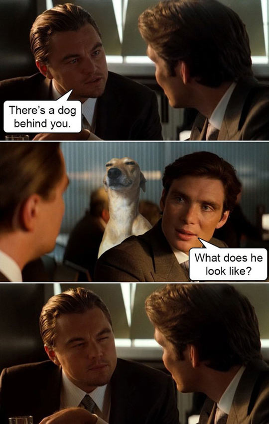 funny-Inception-dog-Leo-DiCaprio-eyes