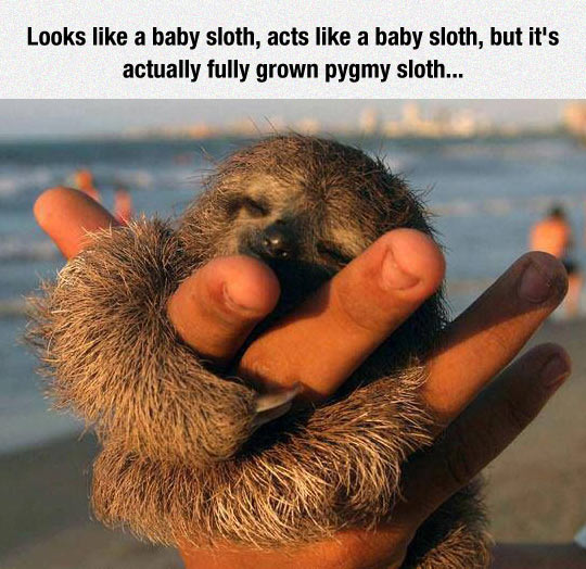 Pygmy Sloth Is A Huger