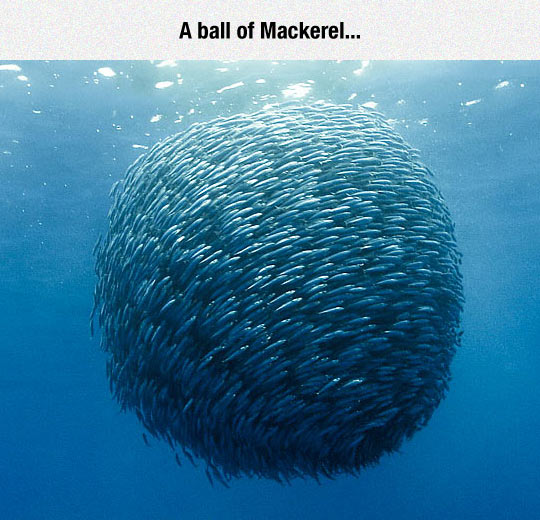 funny-ball-Mackerel-ocean