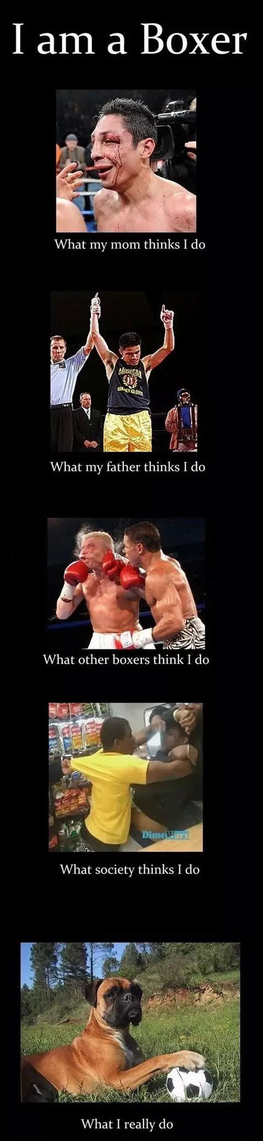 A Boxer