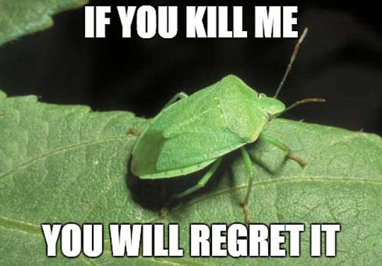 funny-bug-smells-killed-leaf