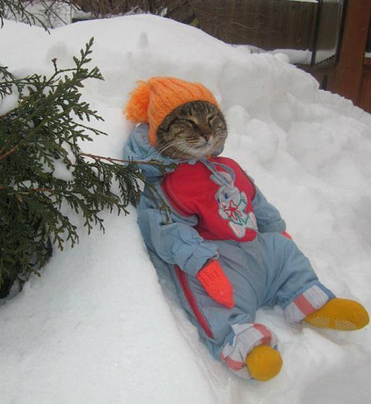 This Cat Is Definitely Enjoying Winter