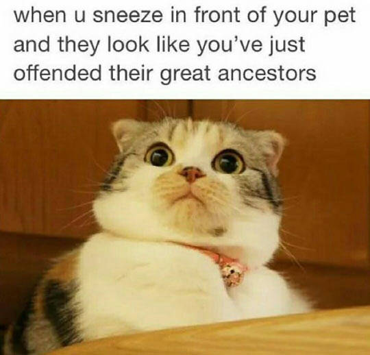 When You Sneeze In Front Of Your Pet