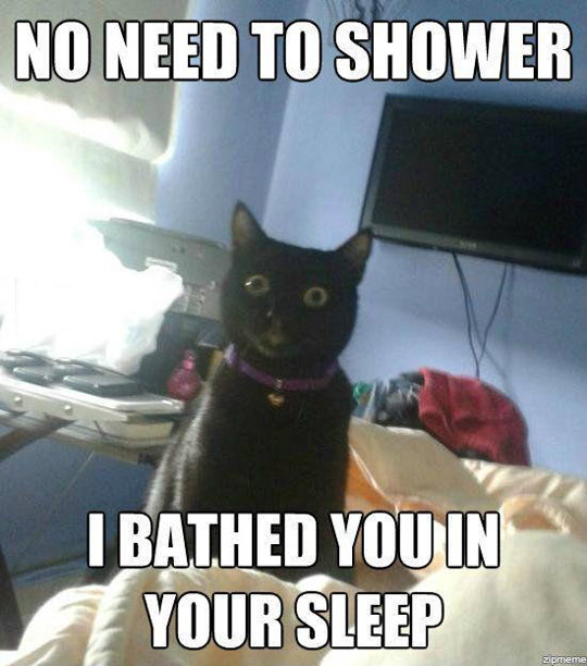 Overly-Attached Feline