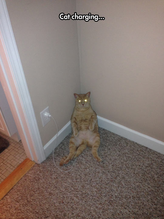 Eyes Turn Green When Cat Is Fully Charged