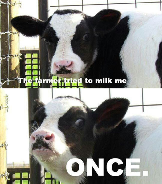 funny-cow-angry-surprised-angry