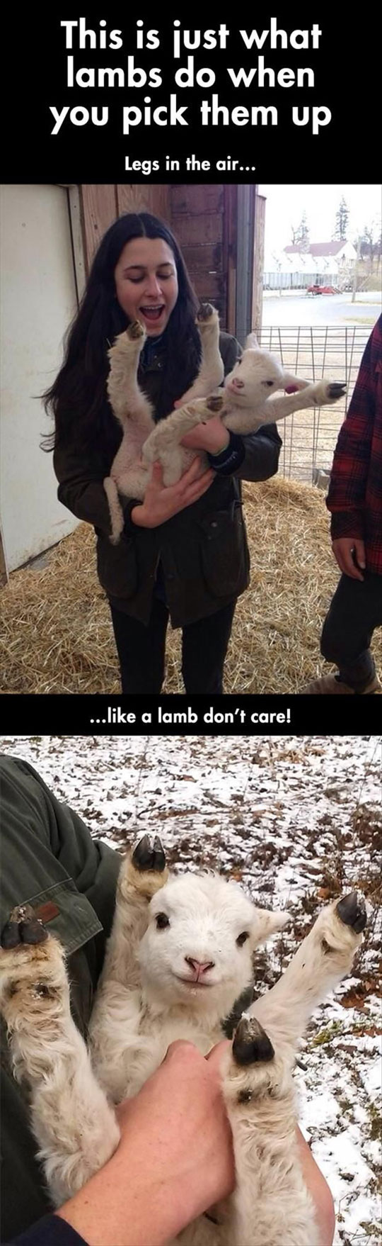 What Do Lambs Do When You Pick Them Up