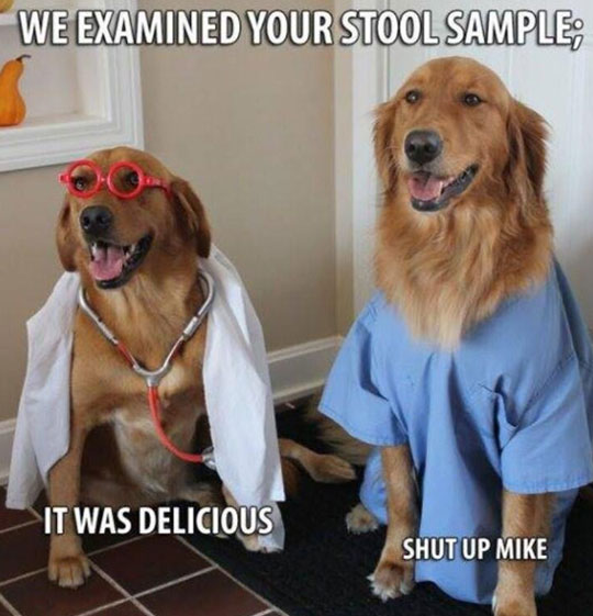 The New Dogtors In Town