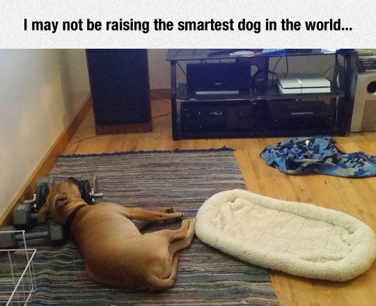 Not The Smartest Dog