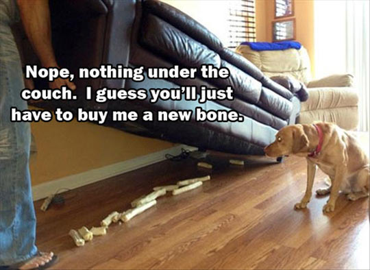 funny-dog-bone-couch-hidden