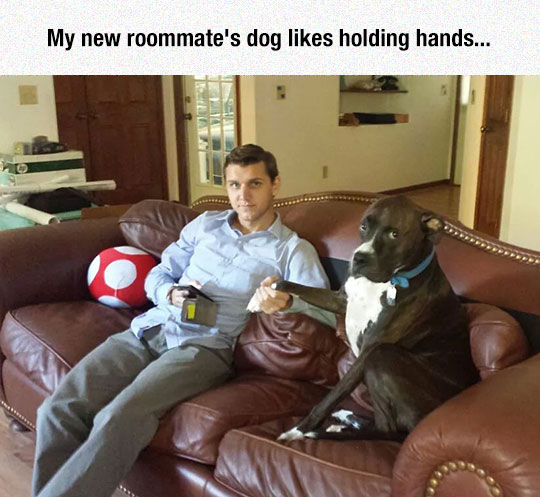 funny-dog-holding-hands-couch
