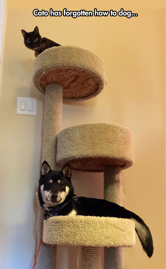 funny-dog-playing-cat-scratcher