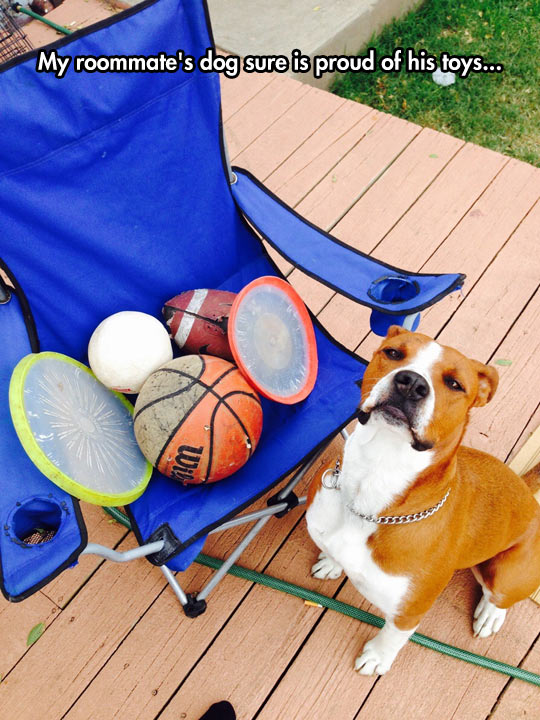 funny-dog-toys-balls-chair-Frisbee