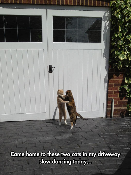 It Takes Two Cats To Tango