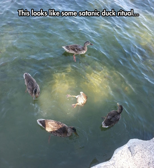 A Pagan Duck Ritual