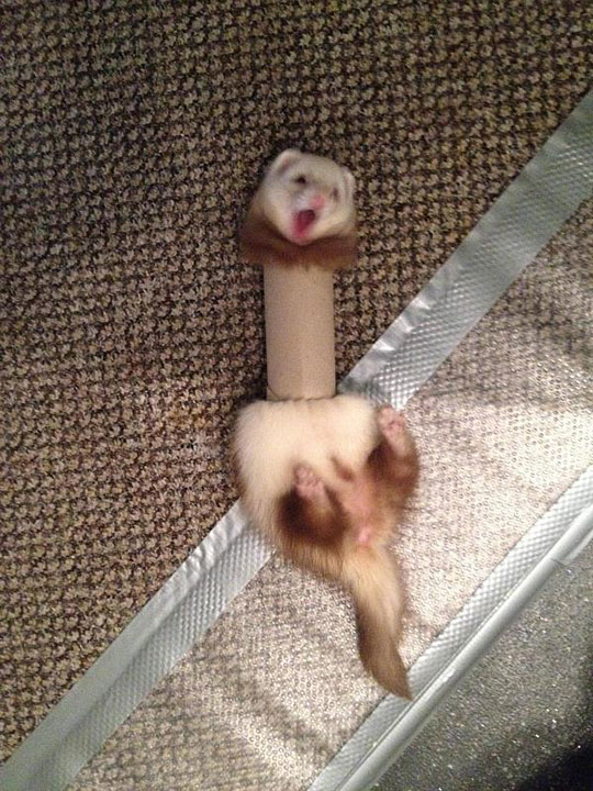 Ferret Trapped In A Toilet Paper Roll