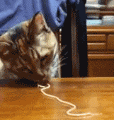 Ever Wanted To See A Cat Eating A Noodle?
