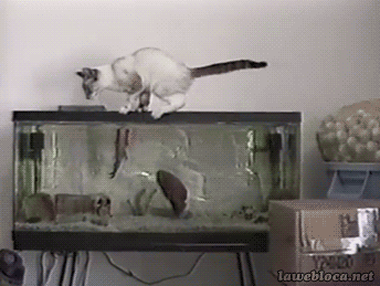 Cat Vs. Fish