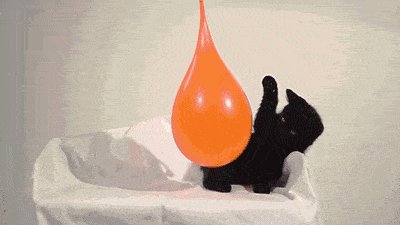 Cat Playing With Water Balloon