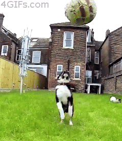funny-gif-dog-jumping-ball-fail-falling