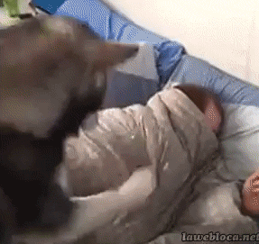 funny-gif-dog-waking-up-owner-bed