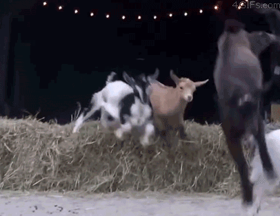 funny-gif-goat-jumping-cool