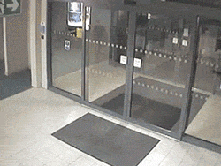 funny-gif-horse-entering-hospital