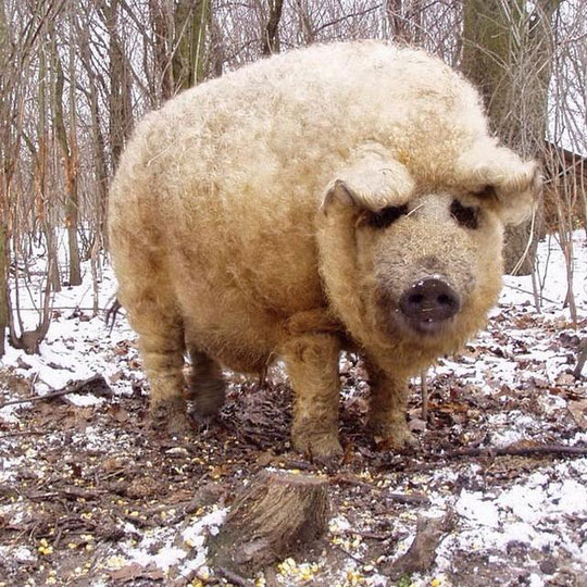 The Mangalitsa Pig That Resembles Sheep