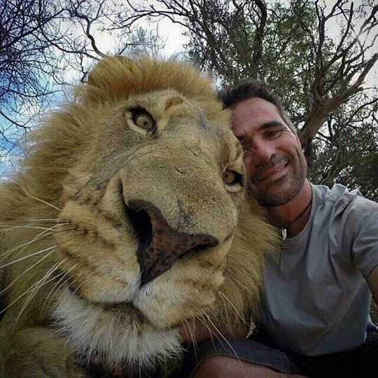 funny-lion-face-zoo-keeper-selfie
