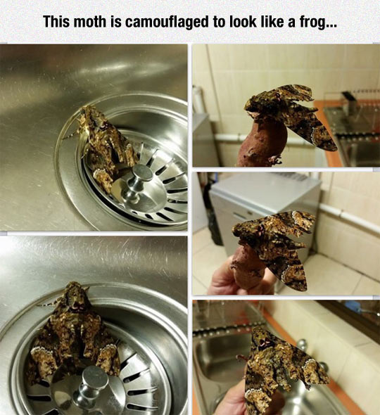 funny-moth-looks-like-frog-sink