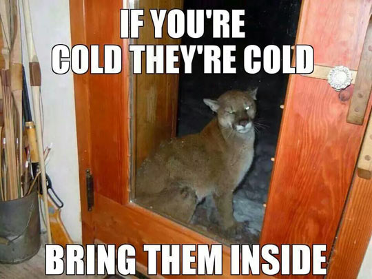 funny-mountain-lion-cold-door-outside