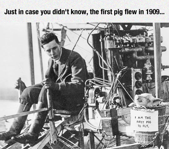 The First Pig To Fly