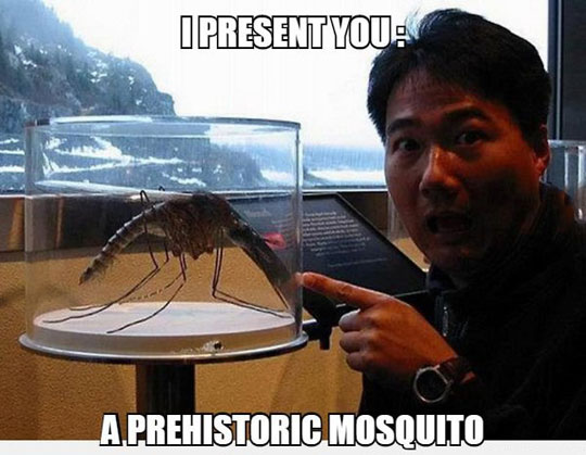 funny-prehistoric-mosquito-museum-surprised