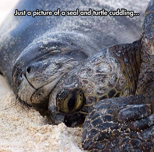 funny-seal-turtle-cuddling-sand.jpg