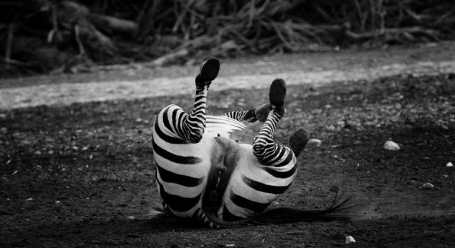 laughing-zebra1