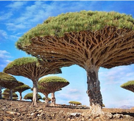 Dragon Blood trees of Socotra, Yemen