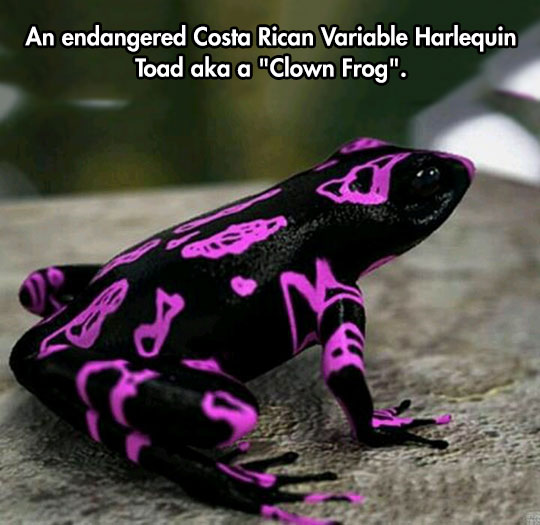 The Costa Rican Variable Harlequin Toad