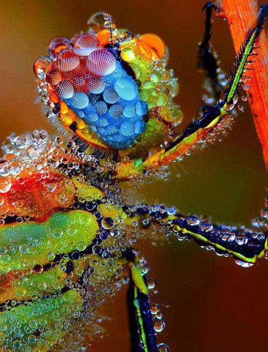 cool-dragonfly-water-colors