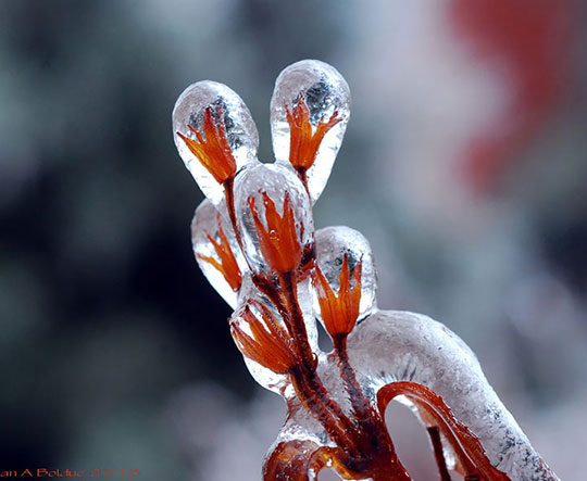 cool-frozen-flowers-winter-orange